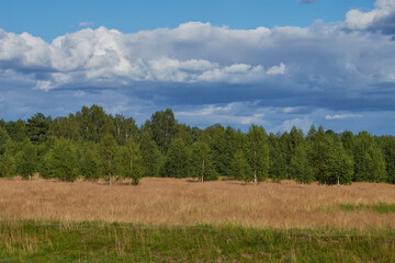 Obraz premium a field of grass and a perfect sky