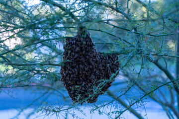 Honey Bee Hive