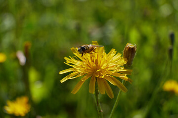 yellow flowers, natural summer background, blurry image, selective focus