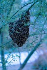 Honey Bee Hive