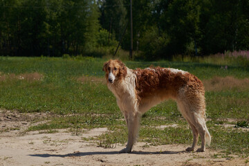 A Golden-brown hairy mixed-breed dog standing on a green meadow on a Sunny day.