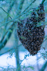Honey Bee Hive