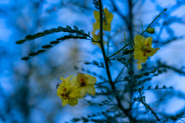 Flowers with bokeh leaves
