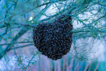 Honey Bee Hive