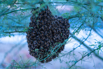 Honey Bee Hive