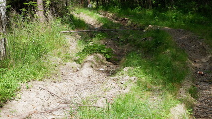 path in the forest