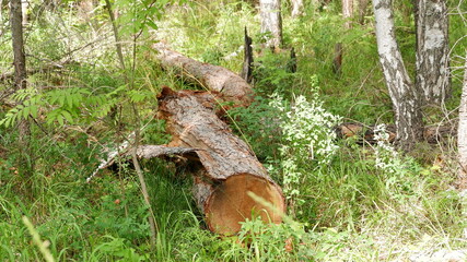 log in the forest