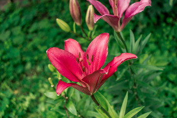 Flor de Alhelí Rojo 