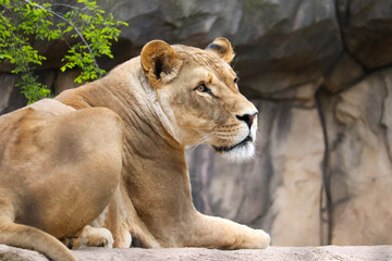 Female lion lying on a rock