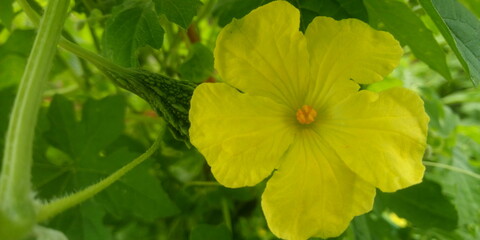 yellow flower of bitter melon in green garden
