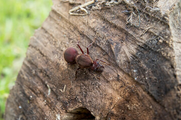 wingless ant on wood