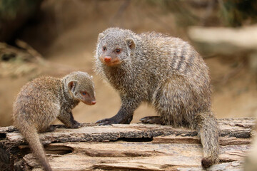 Mongoose mother with her baby