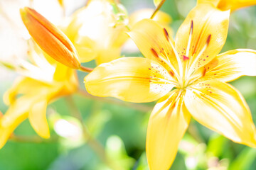 Yellow lilies. Two bright yellow flowers on a green natural background.