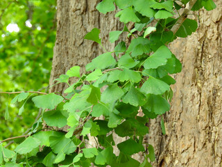初夏のイチョウの木は青々とした葉に覆われています
