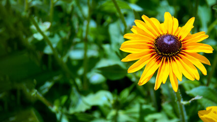 Vibrantly colorful sunflower surrounded by green leaves in a garden flowerbed, with plenty of copy space.