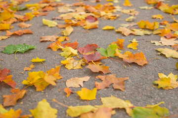 Yellow and red leaves lie on the road. Maple leaves on the asphalt. Autumn leaf fall. Fallen leaves in the rain.concept autumn is coming to town, leaves on the road