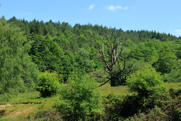 A beautiful woodland scene in the Westerham Countryside