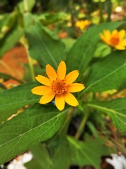 yellow flower in the garden