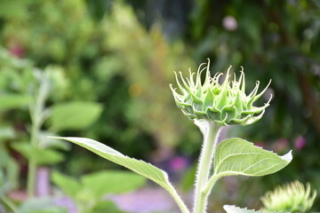 Closeup of sunflowers with blurred background. (Selective focus)