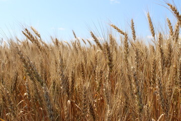 Ripe wheat ears on the light blue sky background. A thick summer cereal field. Farm crops.
