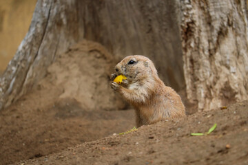 Prairie dog eating yellow pepper