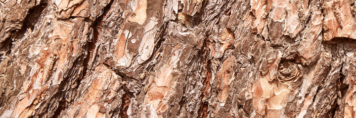 Bark tree texture. Brown wood background. Rough forest pattern. Abstract outdoor plant design. Hardwood presentation wallpaper. Organic eco material. Ecology frame. Copyspace. Horizontal banner