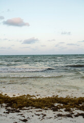 Vertical photo. Seascape. The white sand, gulfweed sargassum, blue ocean and sea waves with ab beautiful sunrise light. 