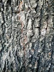 Rustic tree bark texture. Old stem of an old tree. Embossed texture of the brown crust.