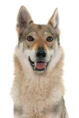  czechoslovakian wolf dog