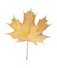 yellow maple leaf