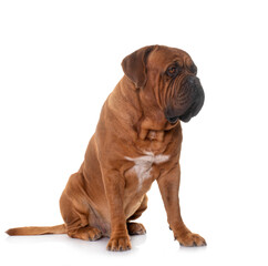 Dogue de Bordeaux