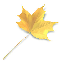 yellow maple leaf