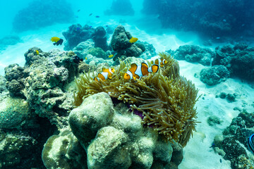 underwater scene with coral reef and Clown fish In the sea, Phuket Province; southern of Thailand.