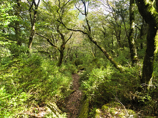 日のさす柘植の森