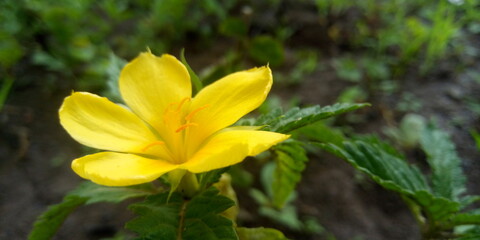 Fototapeta premium yellow flower in the garden