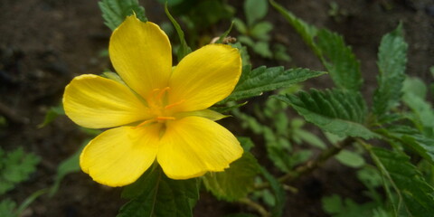 Fototapeta na wymiar yellow daffodil flowers