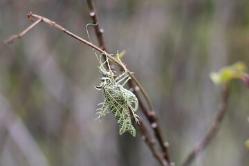 camouflaged grasshopper in a branch