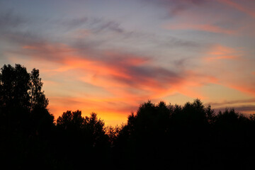 Fototapeta na wymiar Colorful sunset over deciduous forest. Summer landscape.
