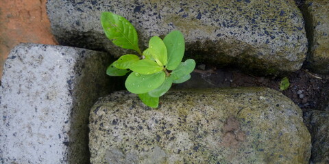 fresh herbs on the stone