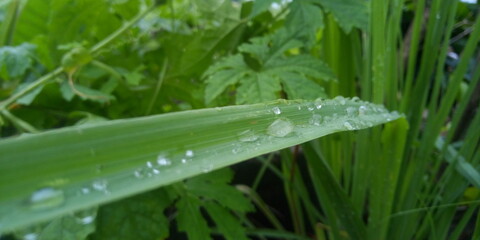 drops of dew on the grass