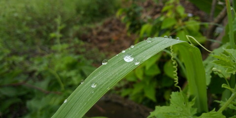 rain drops on a grass