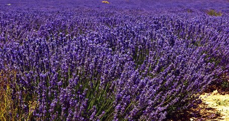 Violet lavender flowers. Natural cosmetics ingredients.