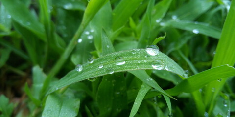 water drops on grass