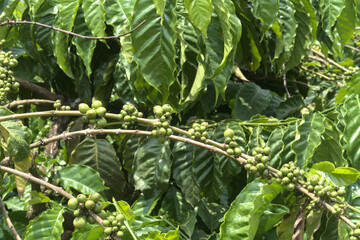 Grains verts de café sur branche dans une plantation