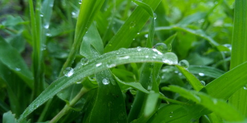 water drops on grass