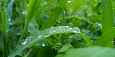 water drops on grass