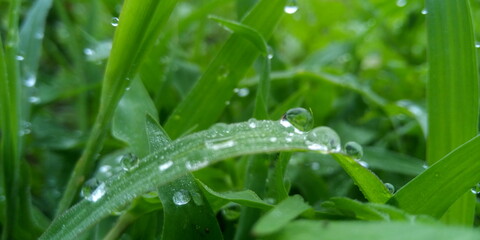 grass with dew drops