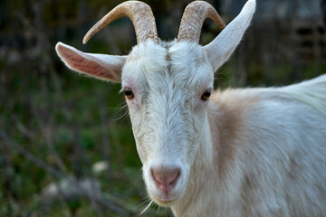 An image of a white goat.
