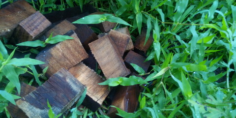 green grass in a wooden box