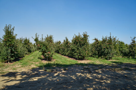 Picture of an apple orchard.